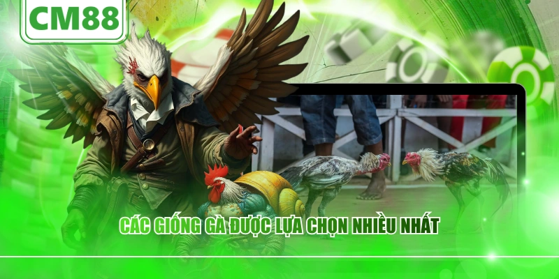 Các giống gà được lựa chọn nhiều nhất