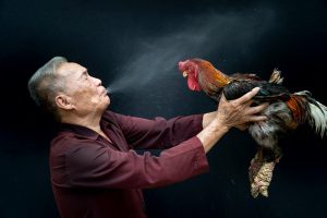 Quan sát chiến kê trong trận để đánh giá thể trạng và nhịp thi đấu